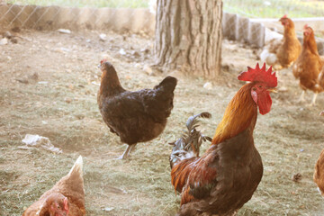 Cock and hens in the country yard. Natural farming agricultural concept