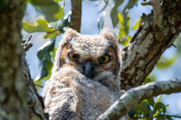 baby owl