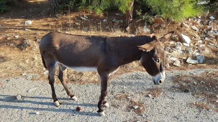 Fototapeten Esel Wild Donkey in Bodrum, Mugla, Turkey  © vladystock