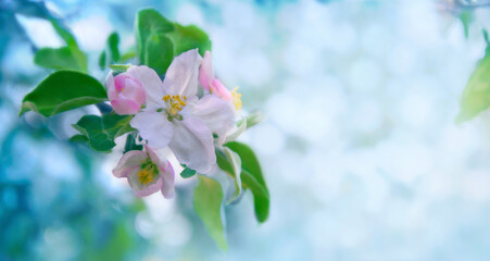 Tender petals of apple blossom. Spring background.