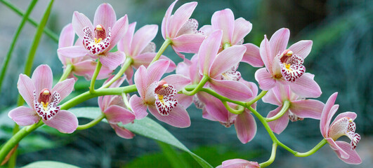 Orchid banner with natural background. Beautiful orchid flowers close-up.
