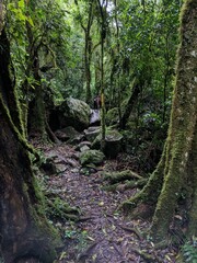 Overgrown Path in Nature