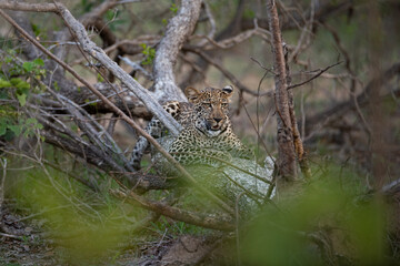 A Leopard seen in a tree on a safari in South Africa