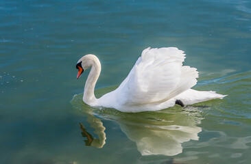 Naklejka premium Swan at Lake Balaton, Hungary