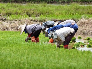 Culture du riz, Thaïlande 