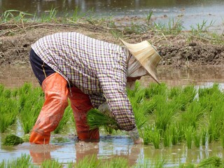 Culture du riz, Thaïlande 