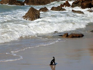 Un pingouin en Afrique du Sud