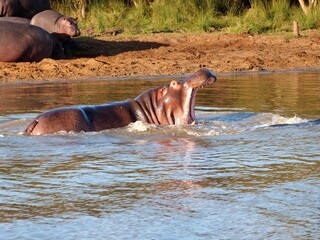 Hippopotame dans la savane, Afrique du Sud