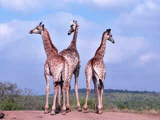 Girafe dans la savane, Afrique du Sud
