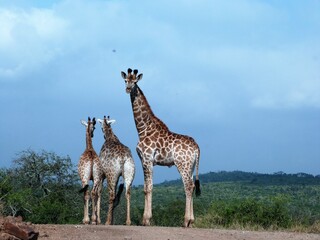 Girafes dans la savane, Afrique du Sud