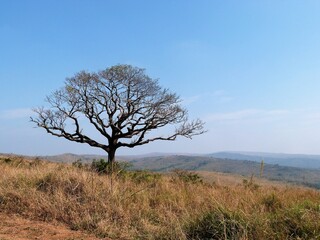 Savane, Afrique du Sud