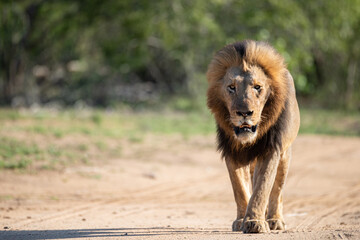 Naklejka na ściany i meble A Male Lion seen on a safari in South Africa