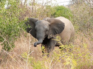 Eléphanteau dans la savane, Afrique du Sud