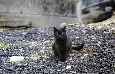 Black cat on street