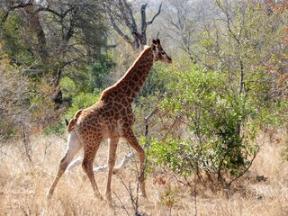 Une girafe dans la savane, Afrique du Sud