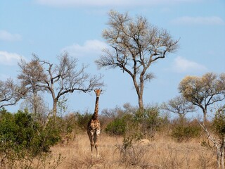 Une girafe dans la savane, Afrique du Sud