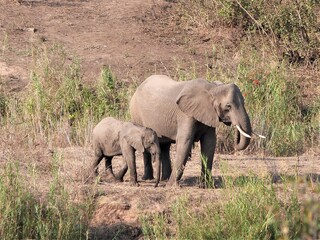 Eléphants dans la savane, Afrique du Sud