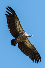 A White Backed Vulture circling in the air over a carcass, seen on a safari in South Africa