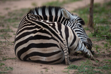 Naklejka premium A Zebra lying down, seen on a safari in South Africa