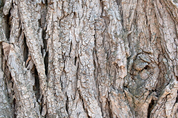 Close up of rough weathered tree bark