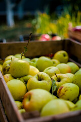 Apples