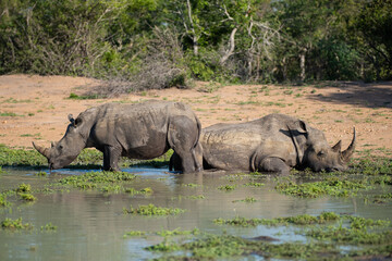 White Rhino cow and calf cooling off on a hot day one safari in South Africa 