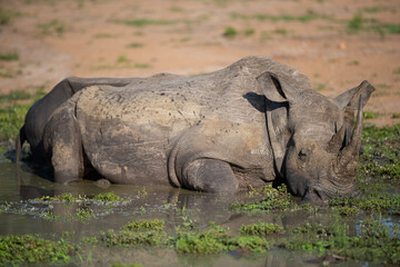 Fototapeta premium White Rhino seen in a mud wallow on a safari in South Africa