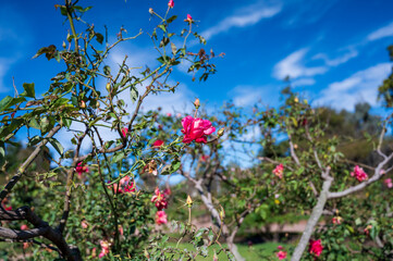 Rosedal del Prado - Montevideo (Uruguay)