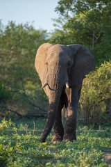 African Elephant seen on a safari in South Africa