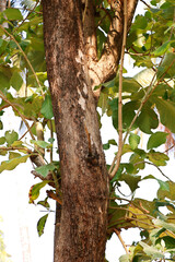 huge teak tree wood in close up with branches and leaves