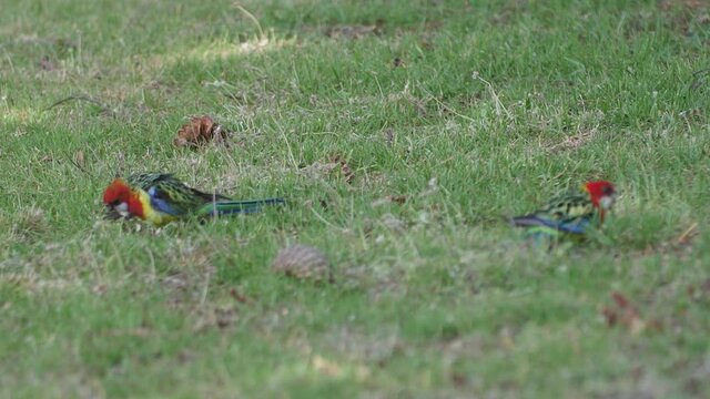 in Mount Martha, near Melbourne, Victoria, Australia. Summer photos and videos of a range of outdoor scenes. 