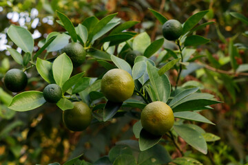 group of green lemon or orange hanging in a tree branch