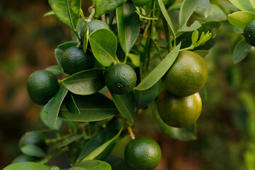 group of green lemon or orange hanging in a tree branch