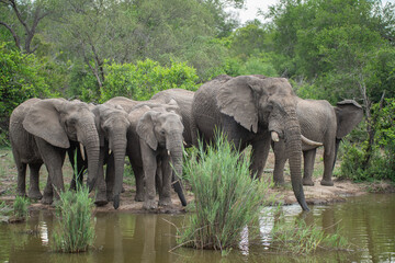 African Elephants seen at a waterhole on a safari in South Africa