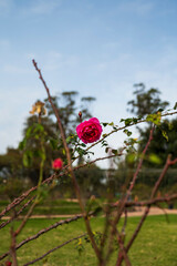 Rosedal del Prado - Montevideo (Uruguay)