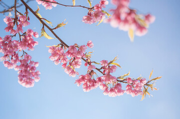 Pink blossoms on the branch with blue sky during spring blooming Branch with pink sakura blossoms and blue sky background. Blooming cherry tree branches against a cloudy blue sky