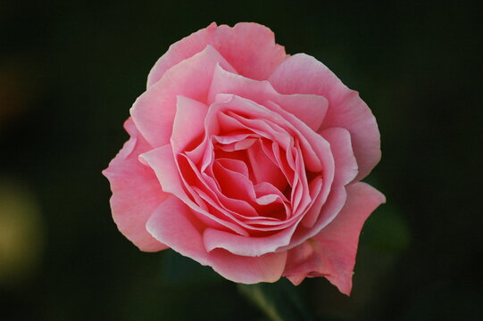 Rose in Vogelperspektive, Blume, rosa, Rosenbl&auml;tter, Botanik, Romantik, pikturesk