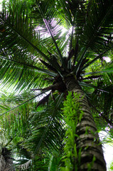 Looking up at the canopy of a coconut tree in the jungle