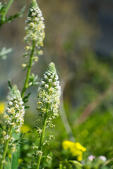 Fototapeta premium Beautiful White Mignonette on a natural country background.