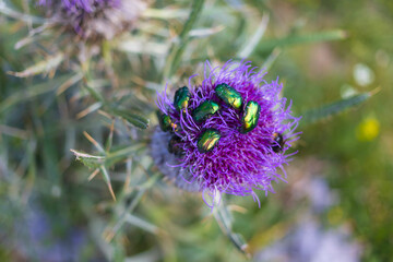 Close up of rose chafer beetles sitting on purple burdock flower in Northern Velebit National park, Croatia