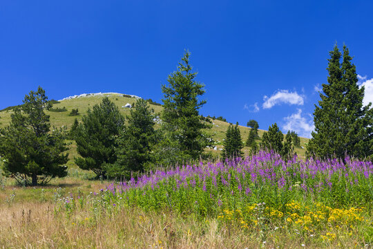 Fireweed meadow in the mountains of Northern Velebit National park, Croatia