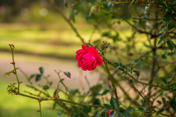 Rosedal del Prado - Montevideo (Uruguay)