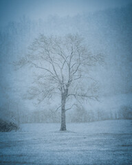 Single tree in snow storm