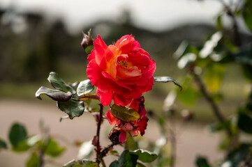 Flores del Jard&iacute;n Bot&aacute;nico en Montevideo Uruguay