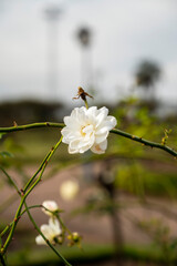 Rosedal del Prado - Montevideo (Uruguay)