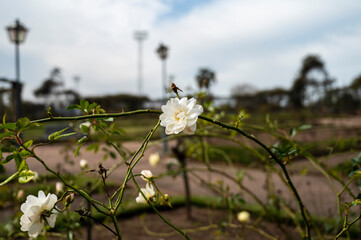 Rosedal del Prado - Montevideo (Uruguay)
