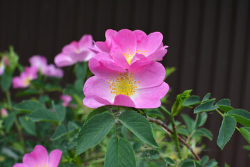 It blooms in nature dog rose