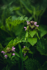 Close up of wild flower in green foliage