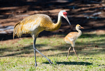 Obraz na płótnie Canvas Mother sand hill crane and colt chick out for a walk
