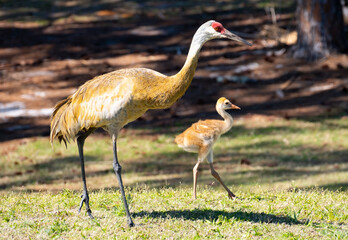 Obraz na płótnie Canvas Mother sand hill crane walking with her young colt chick